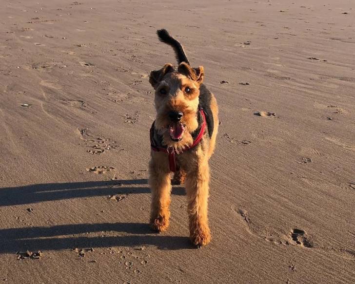 Un Welsh Terrier marchant sur une surface sableuse