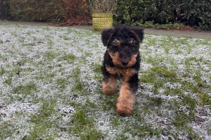 Un Welsh Terrier marchant sur un terrain herbeux