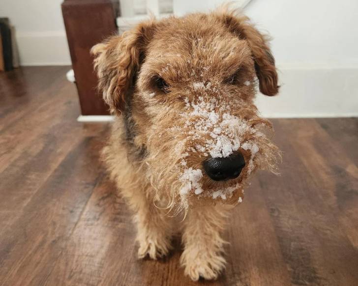 Un Welsh Terrier marchant vers la caméra