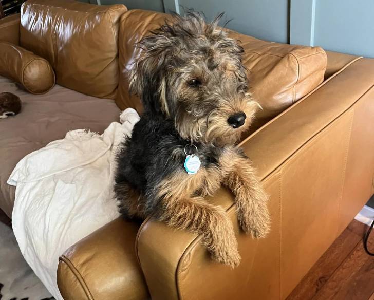 Un Welsh Terrier sur un canapé