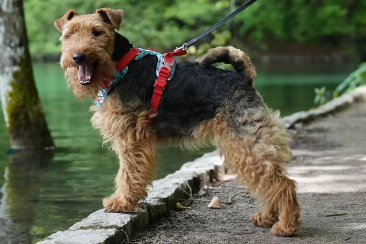 Un Welsh Terrier au bord d'un lac