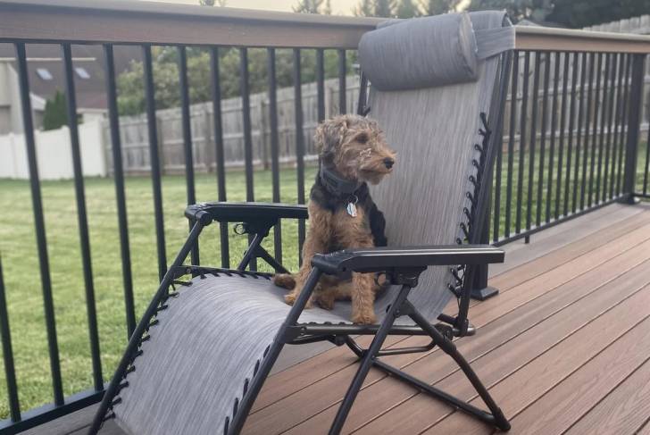 Un Welsh Terrier assis sur une chaise