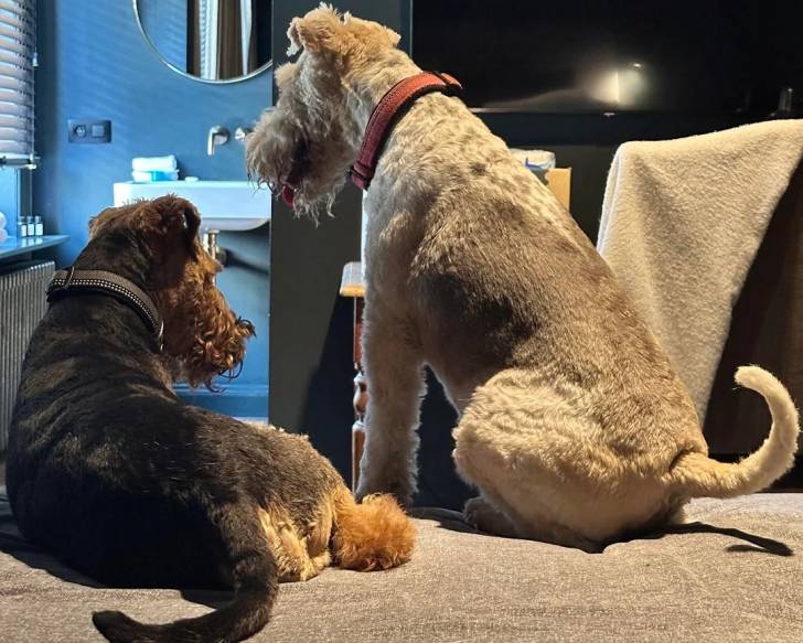 Deux Welsh Terrier sur un lit