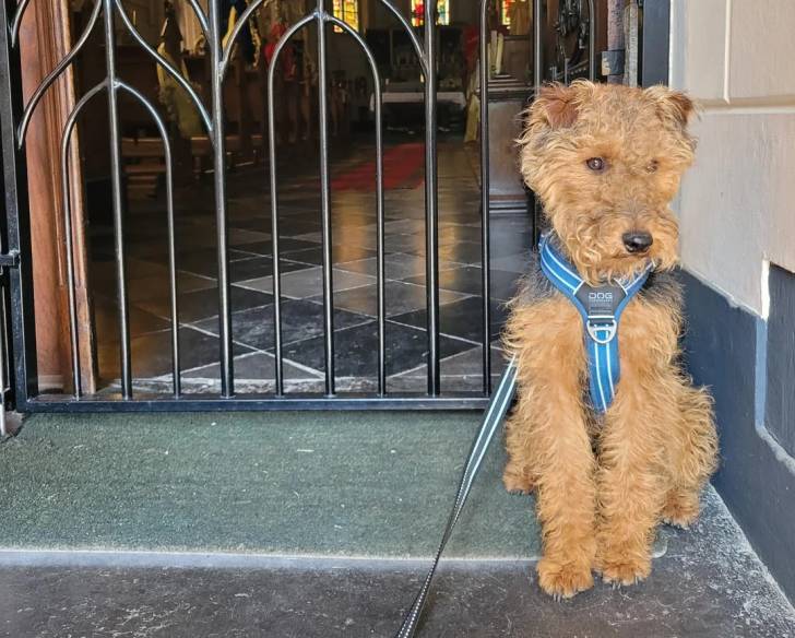 Un Welsh Terrier assis devant une grille et tenu en laisse