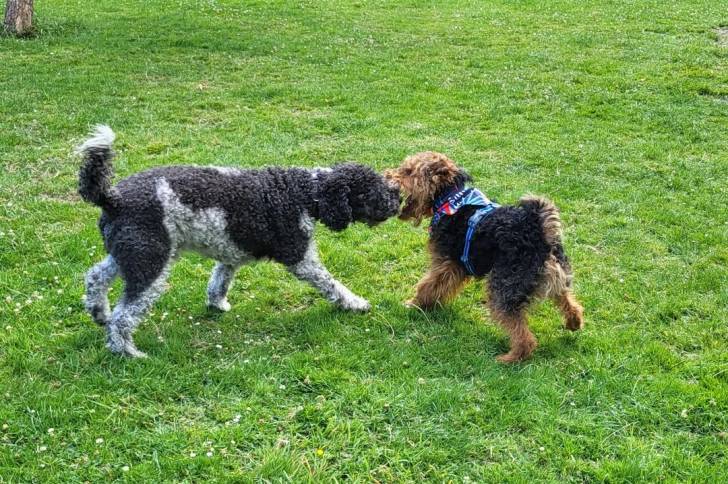 Deux Welsh Terrier jouant sur une surface herbacée