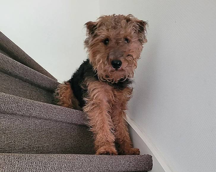Un Welsh Terrier assis sur une marche d'escalier