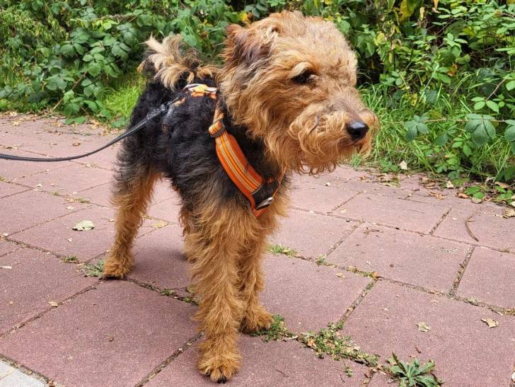Un Welsh Terrier tenu en laisse sur un sol pavé