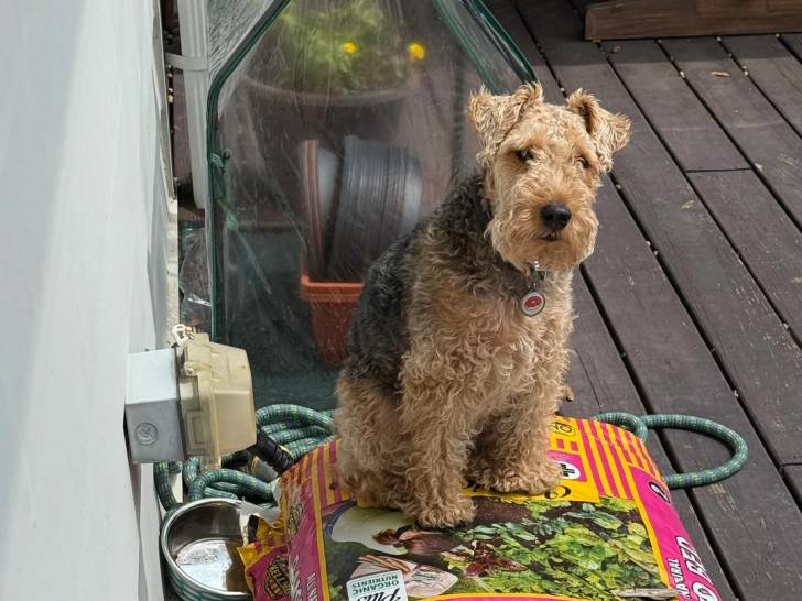 Un Welsh Terrier assis sur un sac