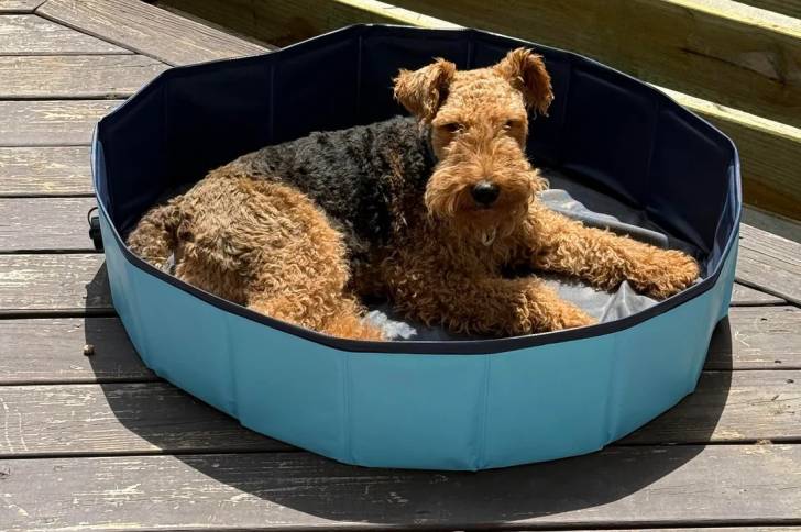 Un Welsh Terrier dans un panier 