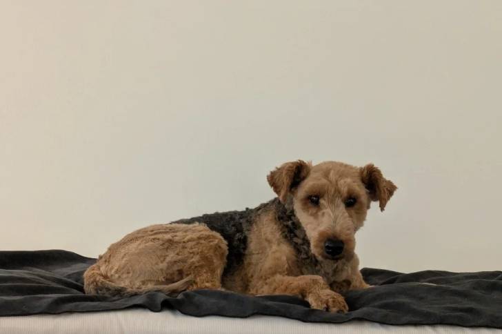 Un Welsh Terrier allongé sur un lit