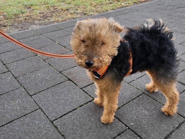 Un Welsh Terrier sur un sol pavé