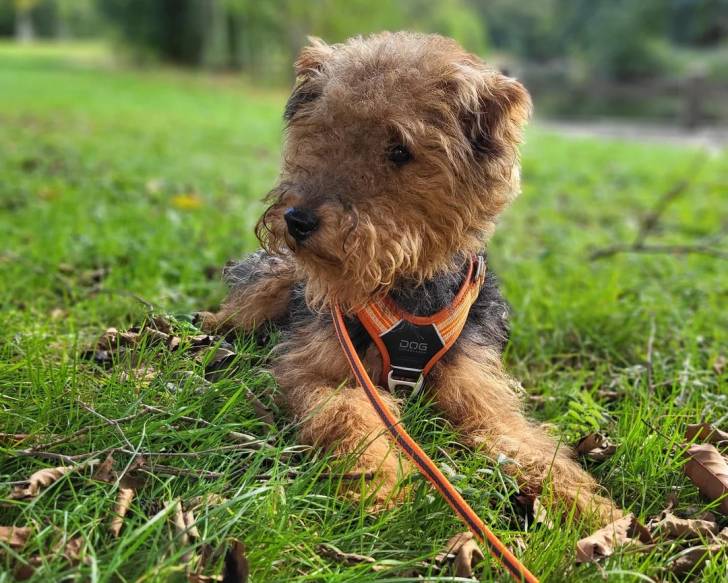 Un Welsh Terrier allongé sur un terrain herbeux
