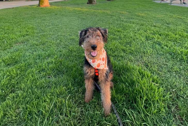 Un Welsh Terrier assis sur un terrain herbeux et portant un foulard autour du cou