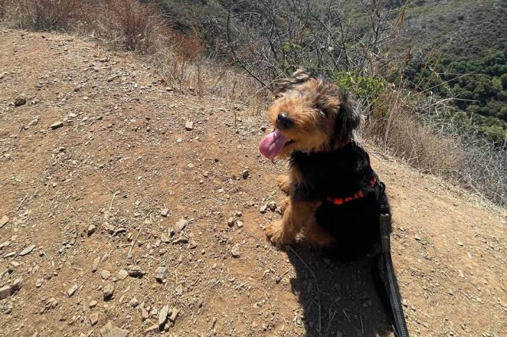 Un Welsh Terrier assis au sommet d'une montagne