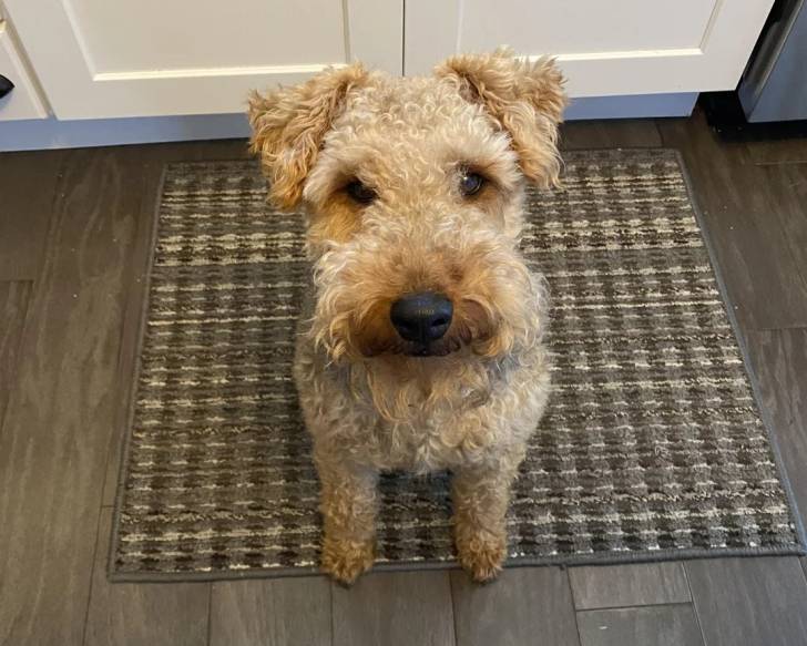 Un Welsh Terrier assis sur un tapis