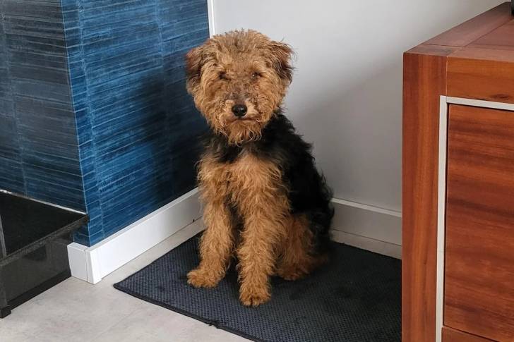 Un Welsh Terrier assis sur un tapis