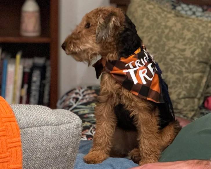 Un Welsh Terrier assis sur un canapé et portant un foulard autour du cou