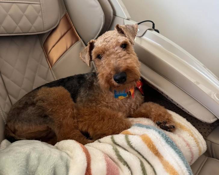 Un Welsh Terrier allongé sur un fauteuil