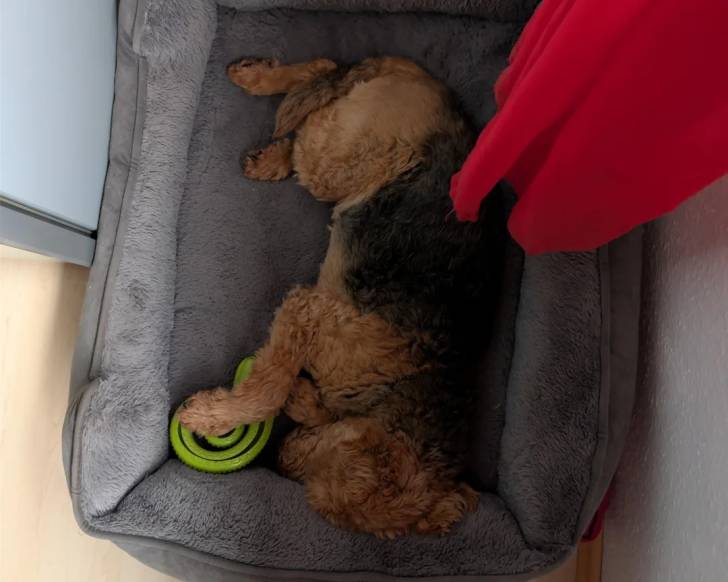 Un Welsh Terrier dans un panier