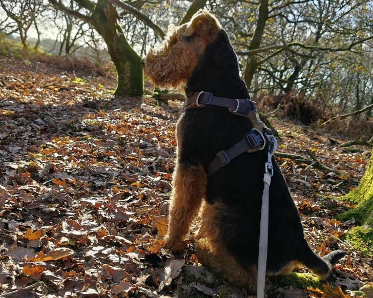 Un Welsh Terrier assis sur un terrain jonchés de feuilles mortes