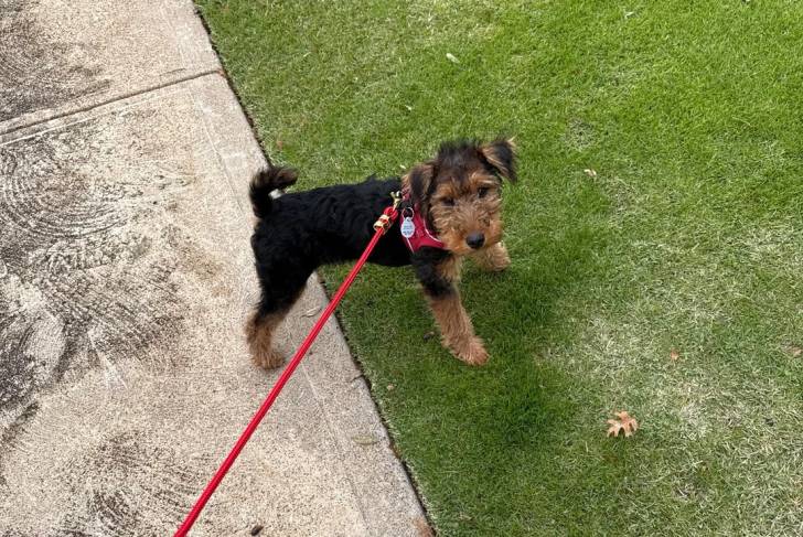 Un Welsh Terrier tenu en laisse sur une pelouse