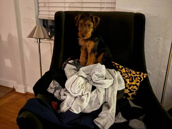 Un Welsh Terrier assis sur un fauteuil 