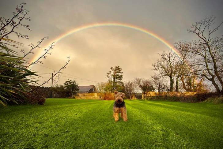 Un Welsh Terrier sur une pelouse verte