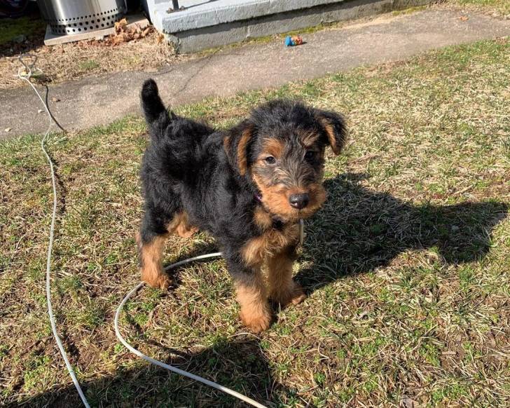 Un Welsh Terrier sur un terrain herbeux