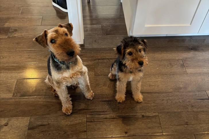 Deux Welsh Terrier assis sur un parquet