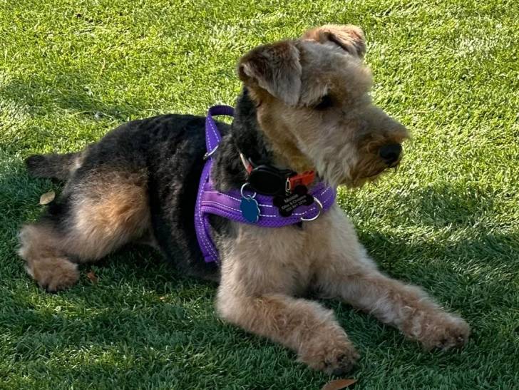 Un Welsh Terrier allongé sur une surface herbacée et portant un harnais