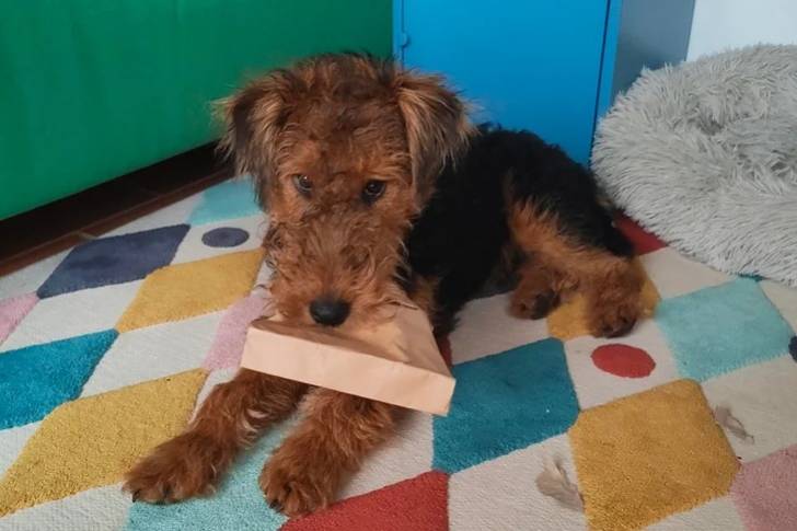 Un Welsh Terrier allongé sur un tapis et tenant un carton dans sa gueule