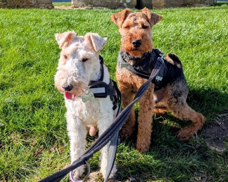 Deux Welsh Terrier sur un terrain herbeux