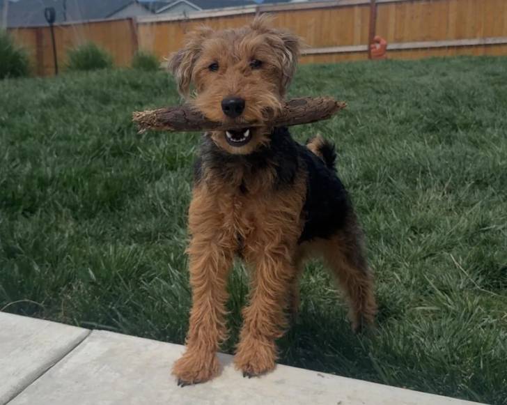 Un Welsh Terrier sur un terrain herbeux et tenant un morceau de bois dans sa gueule