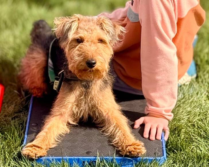 Un Welsh Terrier allongé et regardant vers la caméra
