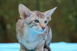 Oriental shorthair - Oriental Shorthair