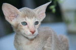 L’Oriental - Oriental Shorthair