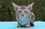 Photo Oriental Shorthair