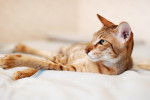 Photo Oriental Shorthair