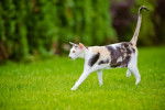 Photo Oriental Shorthair