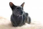 Un Oriental Shorthair gris allongé