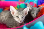 Photo Oriental Shorthair