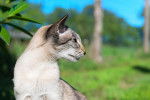 Photo Oriental Shorthair