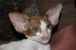 Photo Oriental Shorthair