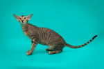Photo Oriental Shorthair