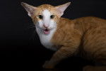 Photo Oriental Shorthair
