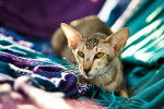 Photo Oriental Shorthair