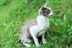 Photo Oriental Shorthair