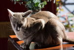 Photo Oriental Shorthair
