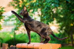 Un Oriental Shorthair noir en train de tenter d'attraper une feuille