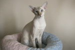 Photo Oriental Shorthair